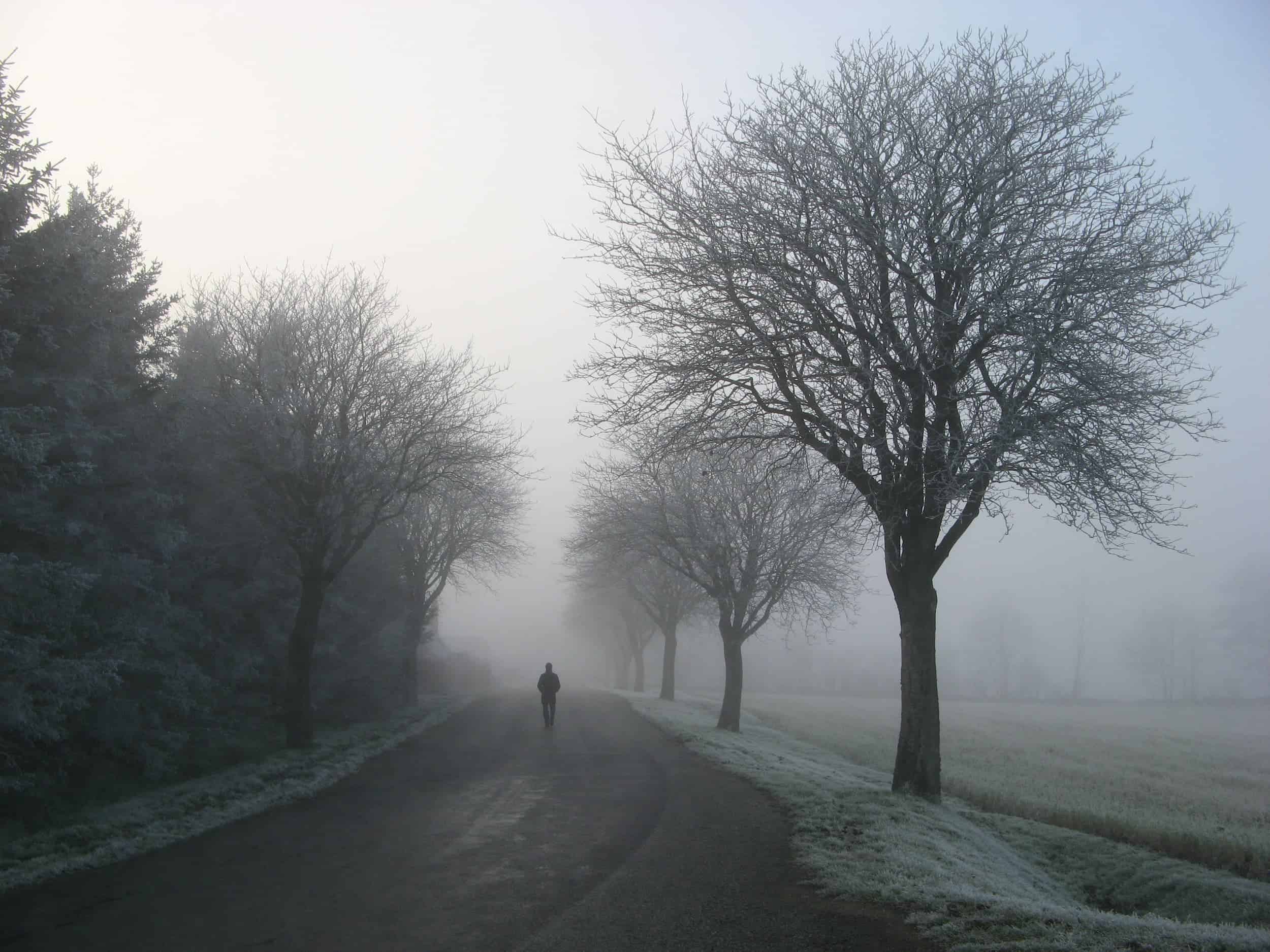 Person walking in fog down a path lined with bare trees